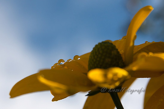 Sun after rain-border